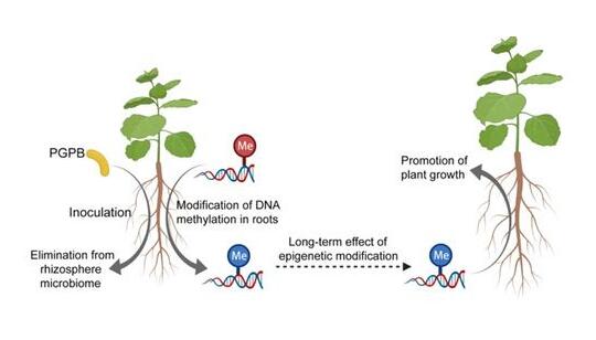 南農(nóng)大在植物生長促進細菌-植物-微生物組互作關系方面取得新進展