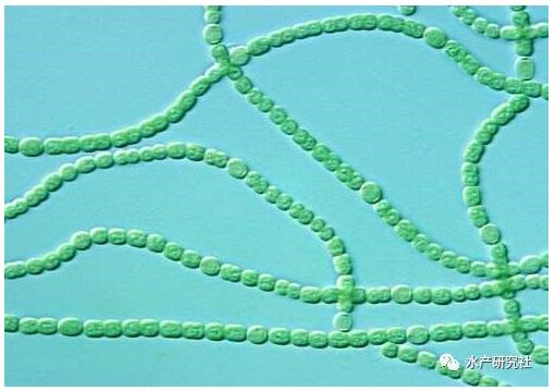 詳解藻類、浮游植物、浮游動物以及微生物是怎樣形成的