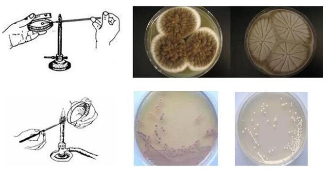 微生物檢測中的基礎操作匯總