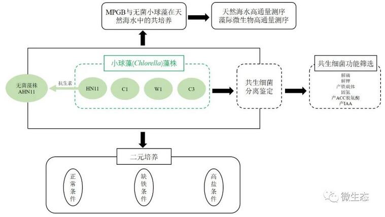 海南大學(xué)：不利環(huán)境下共生細(xì)菌促進(jìn)小球藻生長(zhǎng)
