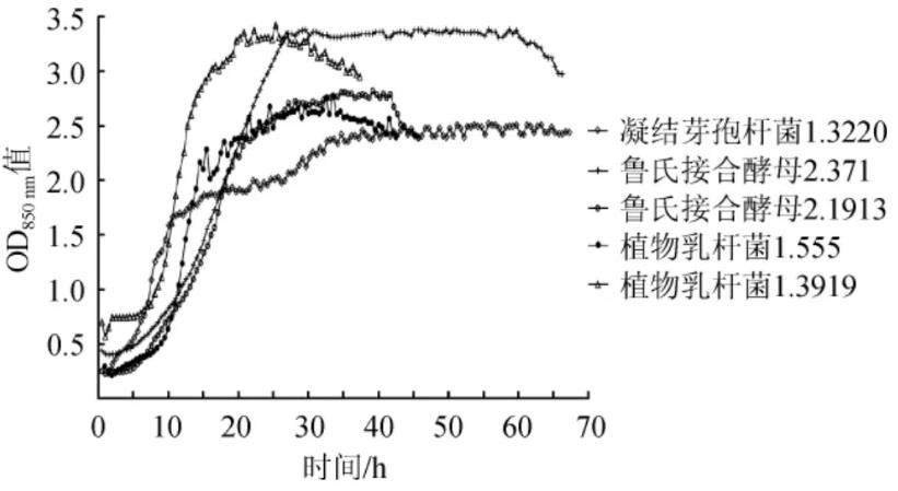 凝結(jié)芽孢桿菌、魯氏結(jié)合酵母和植物乳桿菌生長曲線測定結(jié)果