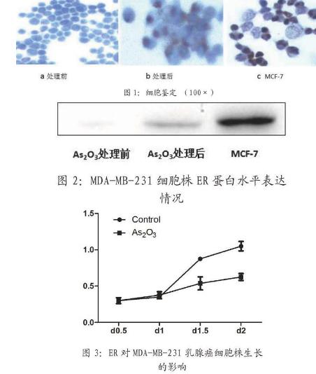 ER陰性的人乳腺癌細胞MDA-MB-231生長曲線