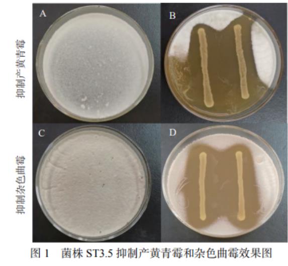 泡菜分離菌株對產黃青霉和雜色曲霉的抑制作用分析