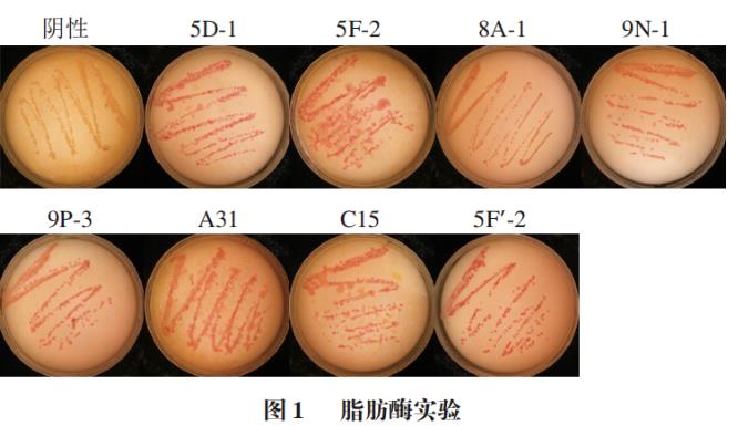 肉源性葡萄球菌生長條件、安全性指標(biāo)與發(fā)酵特性