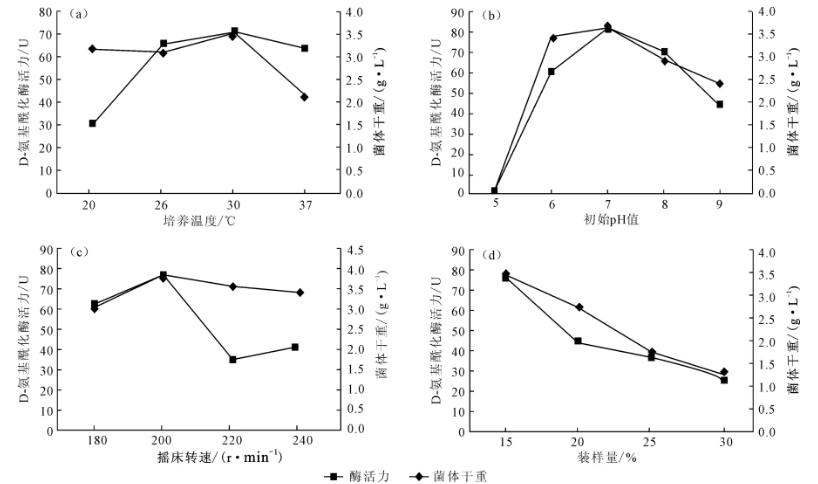 產(chǎn)D－氨基酰化酶的菌株篩選、鑒定及培養(yǎng)條件