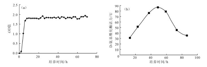 菌齡、碳、氮源對(duì)產(chǎn)D－氨基酰化酶的菌株A55生長(zhǎng)及酶活力的影響