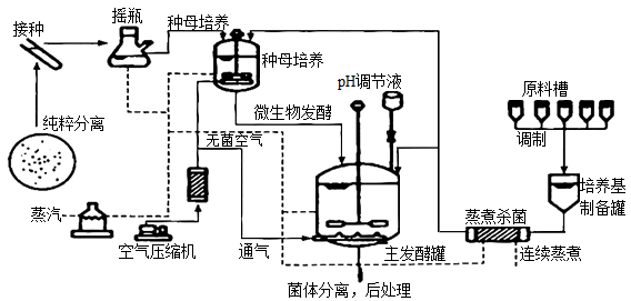 青霉菌的生長(zhǎng)過程、發(fā)酵工藝流程