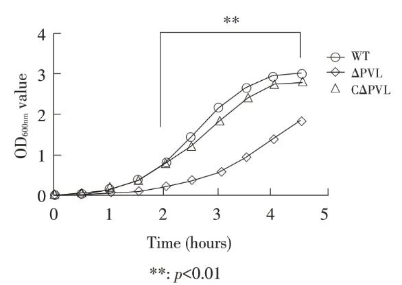 金黃色葡萄球菌株P(guān)VL基因敲除后生長(zhǎng)曲線測(cè)定