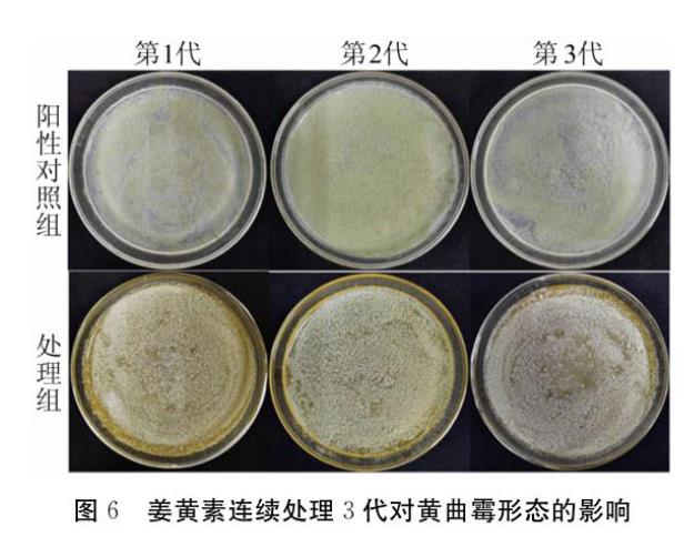 姜黃素對黃曲霉抑制效果及耐受性【侵染花生實驗】下
