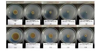 O2/CO2主動(dòng)自發(fā)氣調(diào)對(duì)枝孢菌菌落形態(tài)、致病能力、生長(zhǎng)曲線的影響（一）