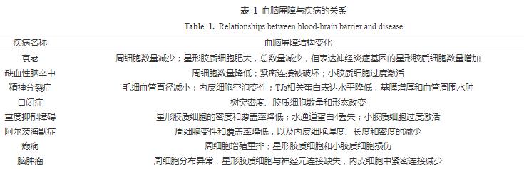 腸道微生物及其代謝產(chǎn)物可調(diào)節(jié)血腦屏障結(jié)構(gòu)和功能完整性（一）