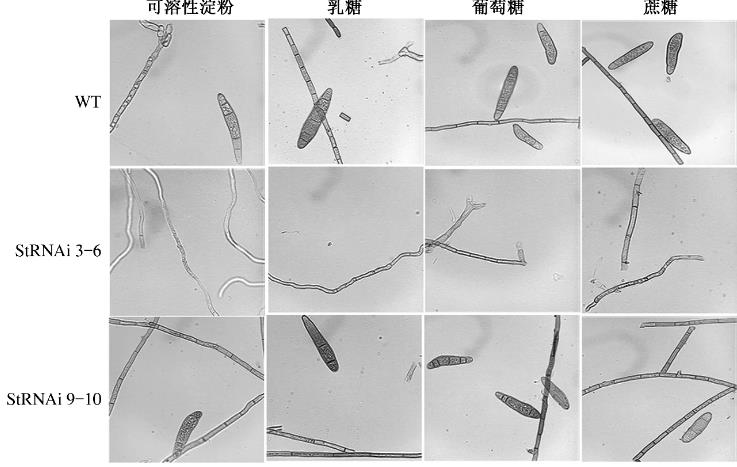 不同碳源對(duì)StSte12基因調(diào)控玉米大斑病菌菌絲生長(zhǎng)速度的影響（二）