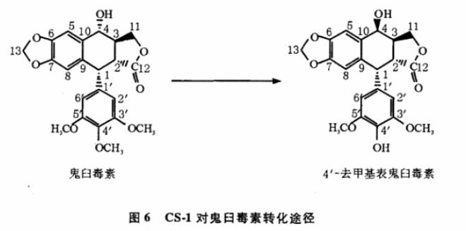 內生放線菌分離及轉化鬼臼毒素菌株的篩選、鑒定（二）