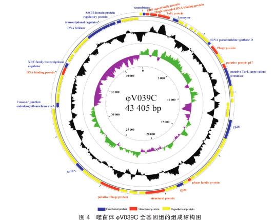溶藻弧菌噬菌體φV039C一步生長曲線等生物學特性的研究——討論