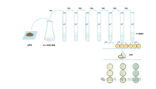 微生物的分離培養(yǎng)方法、操作步驟及注意事項(xiàng)——劃線分離法、涂布平板法