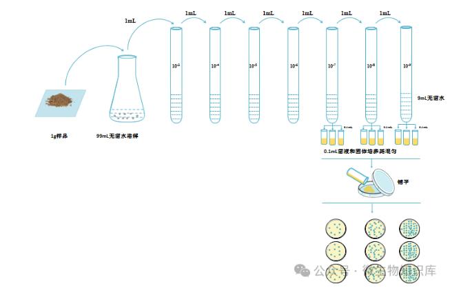 微生物的分離培養(yǎng)方法、操作步驟及注意事項(xiàng)——傾注平板法