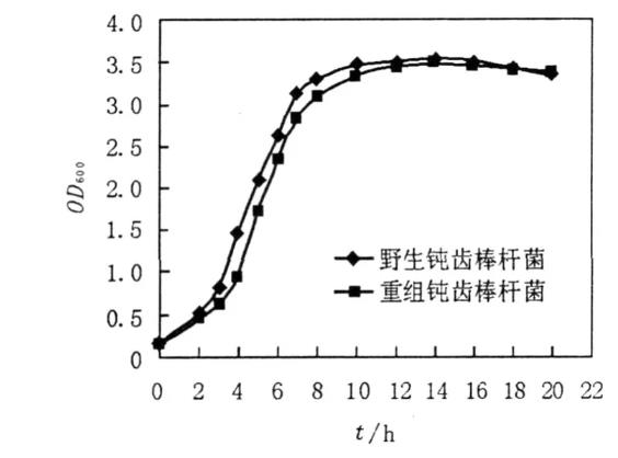 重組質(zhì)粒pJL23-cglⅠ對鈍齒棒桿菌生長曲線、產(chǎn)生谷氨酸的影響（二）