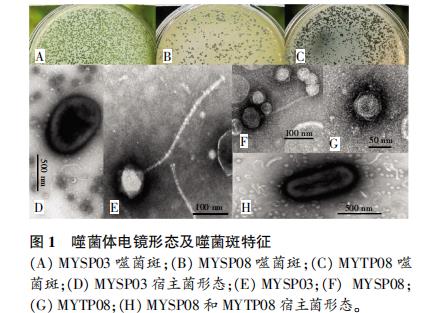 明永冰川地區(qū)低溫黃桿菌噬菌體生長曲線繪制及生物學(xué)特性（一）