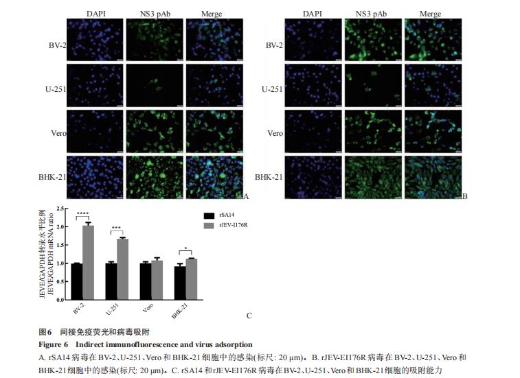 乙腦病毒株囊膜蛋白I176R位點在BV-2細胞上的生長特性差異——討論、結(jié)論