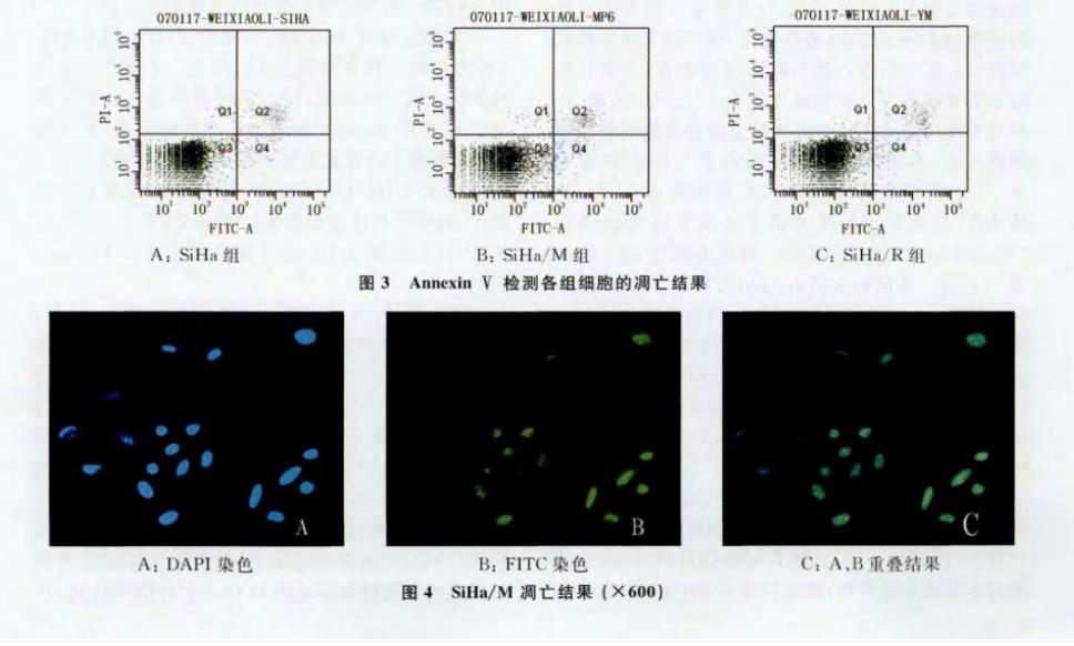 Annexin V聯(lián)合PI法、TUNEL法測定：防御素可誘導(dǎo)轉(zhuǎn)染細胞SiHa凋亡（二）