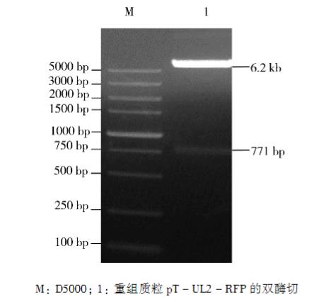 表達(dá)紅色熒光蛋白的重組鴨腸炎病毒一步生長曲線、穩(wěn)定性研究（二）
