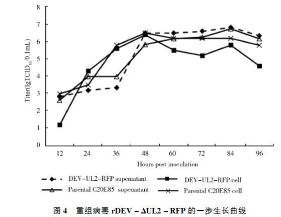 表達(dá)紅色熒光蛋白的重組鴨腸炎病毒一步生長曲線、穩(wěn)定性研究（三）