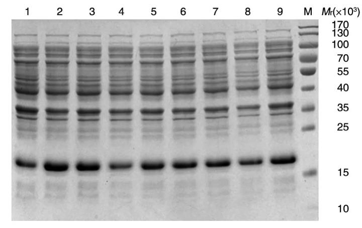 CSP-MDA-7/IL-24重組蛋白肝靶向肽-抗腫瘤肽的最佳表達條件（三）