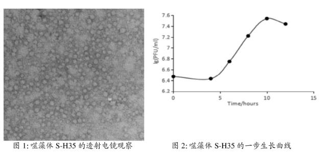 海洋聚球藻噬藻體S-H35一步生長(zhǎng)曲線、宿主專一性鑒定——摘要、材料與方法