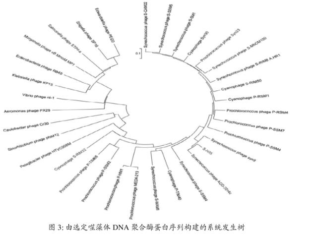 海洋聚球藻噬藻體S-H35一步生長(zhǎng)曲線、宿主專一性鑒定——實(shí)驗(yàn)結(jié)果、結(jié)論