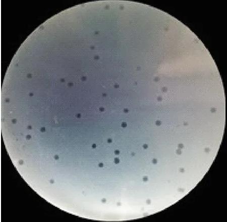 雞大腸埃希氏菌裂解性噬菌體一步生長曲線、生物學特征及全基因組測序（一）