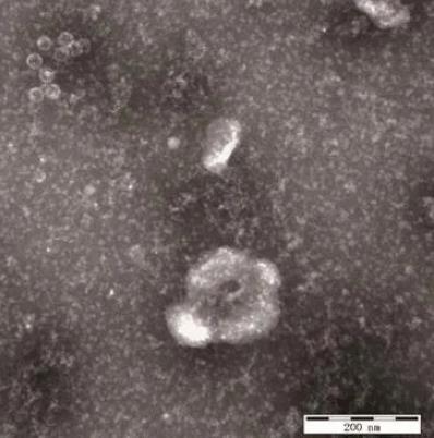 牛腸道病毒NM575一步生長(zhǎng)曲線、理化特性鑒定（一）