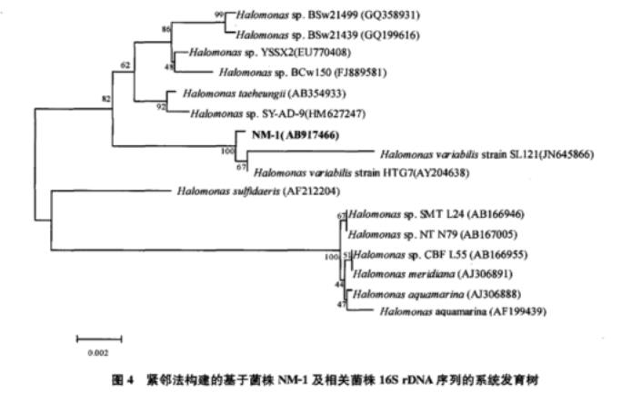 不同pH、Na2CO3、NaCl濃度對耐鹽堿菌株NM-1生長曲線的影響——實(shí)驗(yàn)結(jié)果與討論
