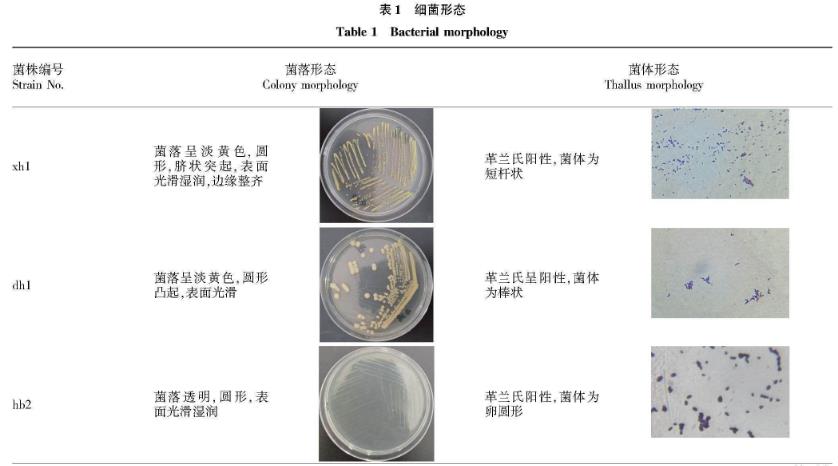 白星花金龜幼蟲新鮮蟲糞微生物菌群分離與鑒定——摘要、材料與方法