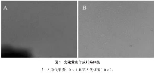 龍陵黃山羊成纖維細(xì)胞系制備方法、生長曲線測定（一）