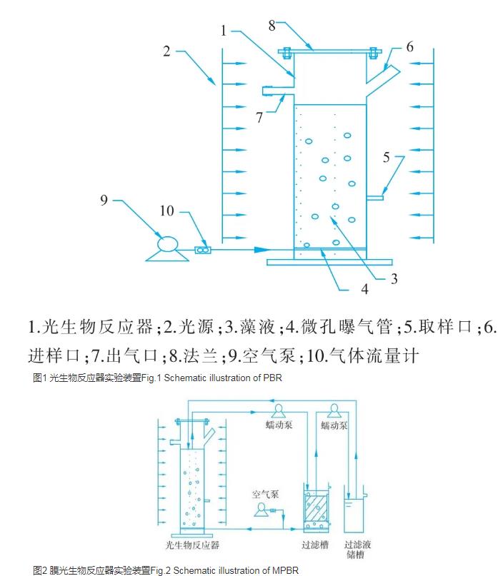 利用膜光生物反應(yīng)器培養(yǎng)和預(yù)采收鈍頂螺旋藻的條件（一）
