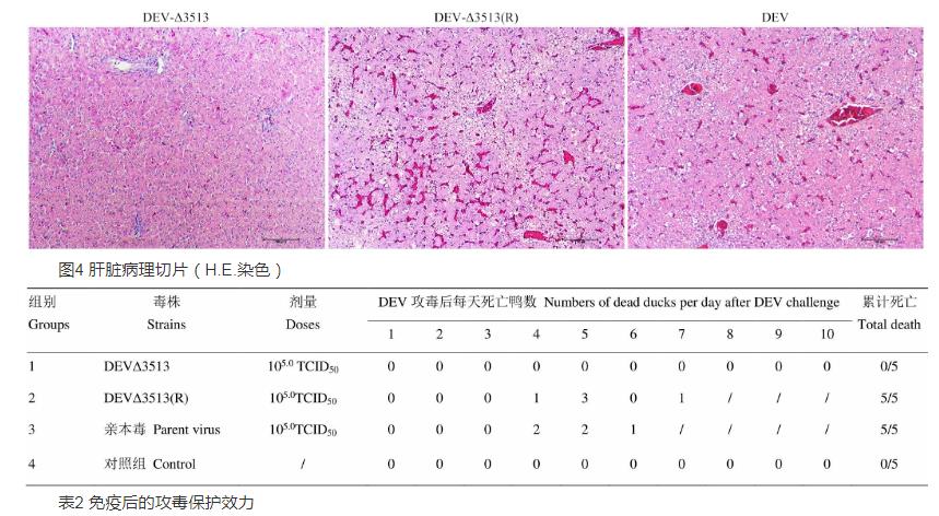 UL56基因下游重組病毒對鴨腸炎病毒生物特性、生長曲線影響——結(jié)果、結(jié)論