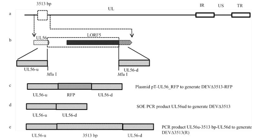 UL56基因下游重組病毒對(duì)鴨腸炎病毒生物特性、生長(zhǎng)曲線影響——材料與方法