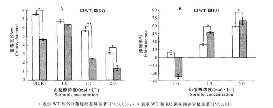 STK1基因?qū)ι嚼娲几邼B脅迫下玉米大斑病菌菌絲生長和發(fā)育、致病性的調(diào)控機(jī)制（二）