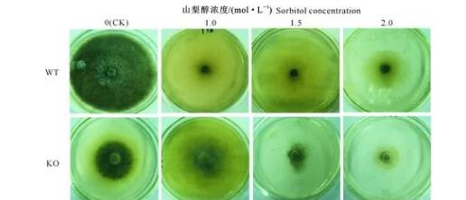 STK1基因?qū)ι嚼娲几邼B脅迫下玉米大斑病菌菌絲生長和發(fā)育、致病性的調(diào)控機(jī)制（一）