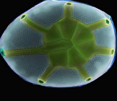 石生微生物的生態(tài)學(xué)意義及對地外生命探索的意義
