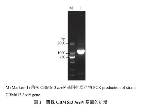 番茄青枯雷爾氏菌T3SS基因hrcN致病力、生長曲線、運動性檢測（二）