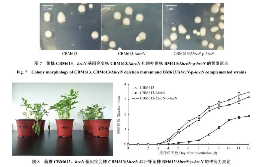番茄青枯雷爾氏菌T3SS基因hrcN致病力、生長曲線、運動性檢測（三）