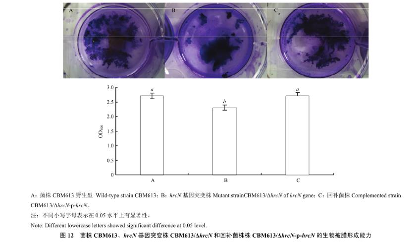 番茄青枯雷爾氏菌T3SS基因hrcN致病力、生長曲線、運動性檢測（四）