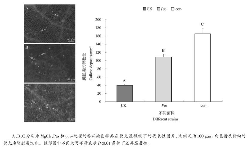 不同濃度冠菌素對(duì)番茄防御基因表達(dá)、胼胝質(zhì)沉積及野生型致病菌生長(zhǎng)的影響（四）