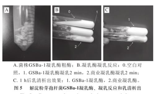 江米酒曲中高產(chǎn)凝乳酶菌篩選、生長(zhǎng)曲線及凝乳活力及蛋白水解活力測(cè)定（四）