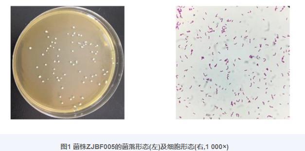 北極狐唾液乳桿菌ZJBF005生長曲線、產(chǎn)酸和耐酸曲線、抗菌活性測定（二）