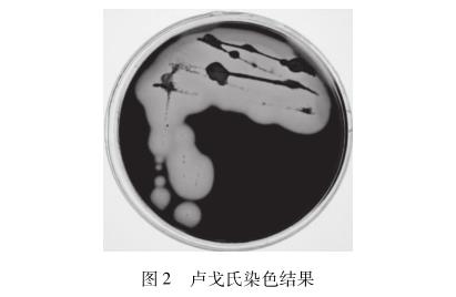瓊膠酶活性不動(dòng)桿菌體生長(zhǎng)、產(chǎn)酶曲線、酶解反應(yīng)研究（二）