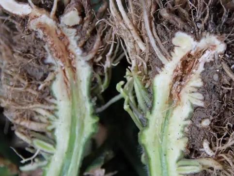 首次明確中慢生根瘤菌屬及其近源屬的屬級(jí)分類基因閾值