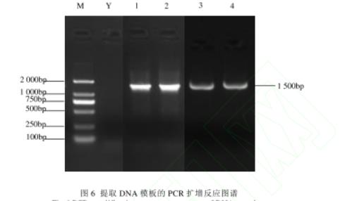 自然發(fā)酵鲊肉粉中篩選乳酸菌和葡萄球菌生長曲線及生物學(xué)特性（三）