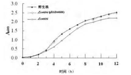 傷寒沙門菌t4606基因缺陷株在高滲應激環(huán)境下的生長曲線（二）
